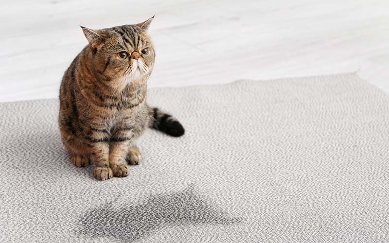 carpet cleaners in Brooklyn, carpet cleaning in Brooklyn, carpet cleaning bkln, carpet cleaners in brooklyn,  commercial carpet cleaning, commercial carpet cleaning in brooklyn,carpet cleaning in brooklyn,  brooklyn rug cleaners, rug cleaning services in brooklyn, same day carpet cleaning, same day rug cleaning