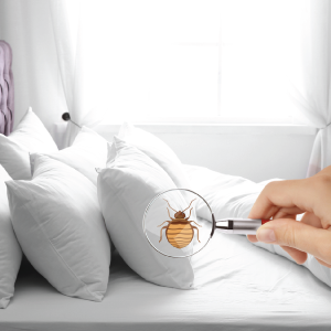 carpet cleaners in Brooklyn, carpet cleaning in Brooklyn, carpet cleaning bkln, carpet cleaners in brooklyn,  commercial carpet cleaning, commercial carpet cleaning in brooklyn,carpet cleaning in brooklyn,  brooklyn rug cleaners, rug cleaning services in brooklyn, same day carpet cleaning, same day rug cleaning