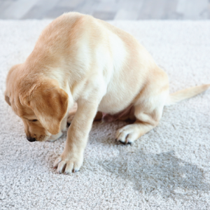 carpet cleaners in Brooklyn, carpet cleaning in Brooklyn, carpet cleaning bkln, carpet cleaners in brooklyn,  commercial carpet cleaning, commercial carpet cleaning in brooklyn,carpet cleaning in brooklyn,  brooklyn rug cleaners, rug cleaning services in brooklyn, same day carpet cleaning, same day rug cleaning